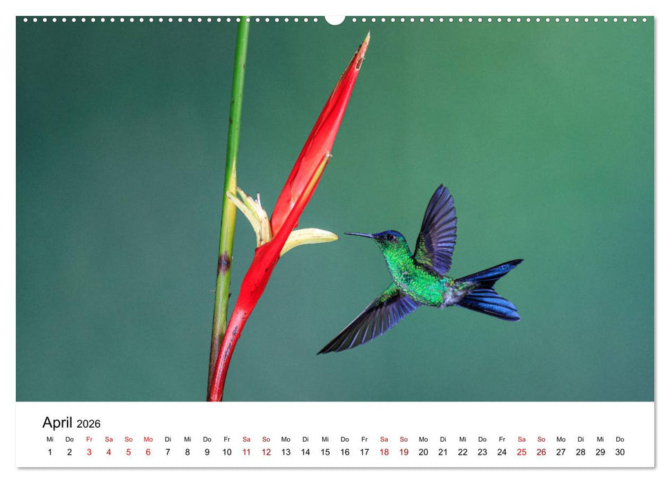 Kolibris - Flugkünstler im Regenwald (CALVENDO Wandkalender 2026)