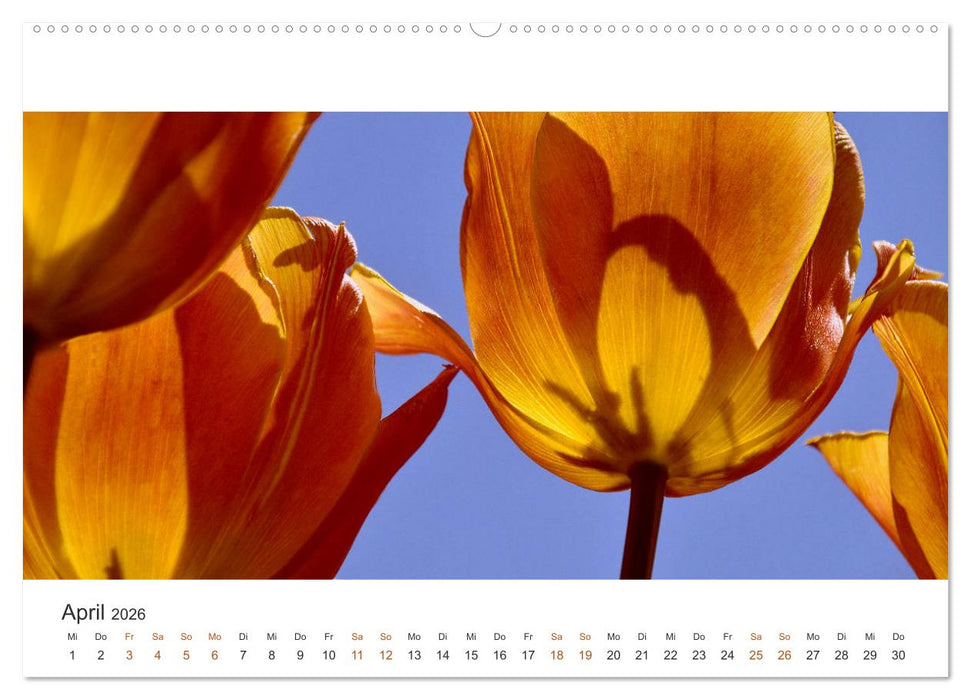 Zauberhafte Tulpen (CALVENDO Premium Wandkalender 2026)