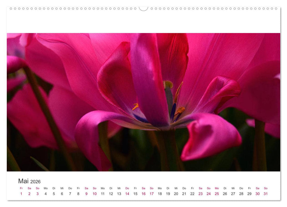 Zauberhafte Tulpen (CALVENDO Premium Wandkalender 2026)