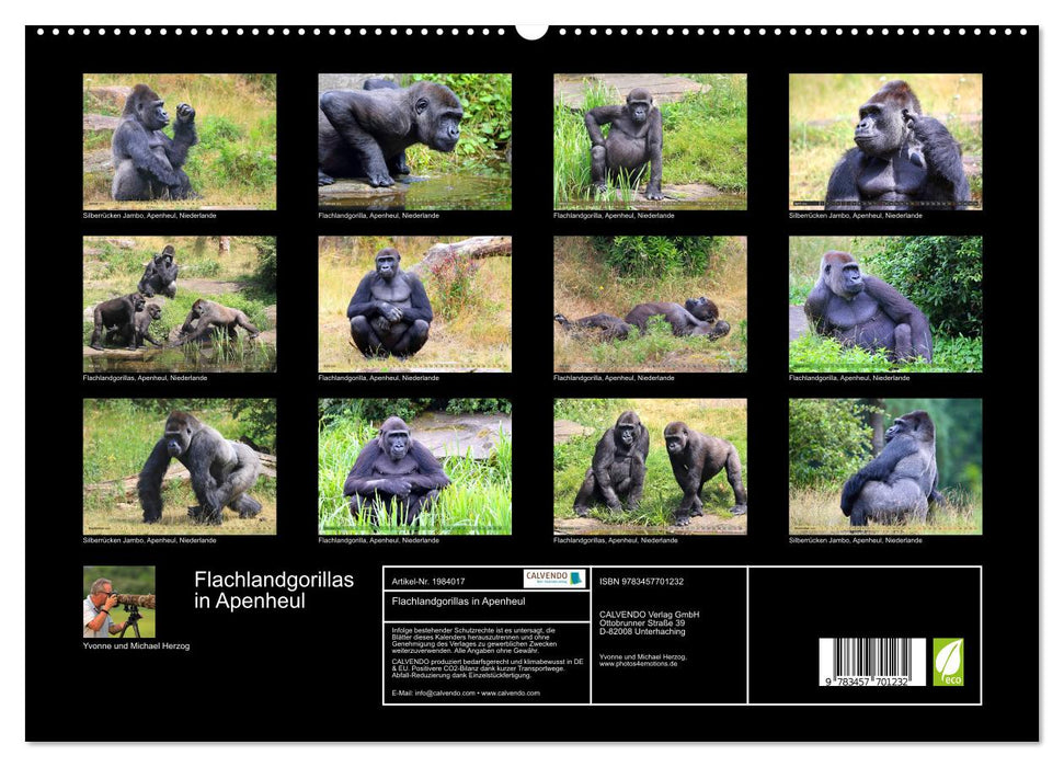 Flachlandgorillas in Apenheul (CALVENDO Premium Wandkalender 2026)