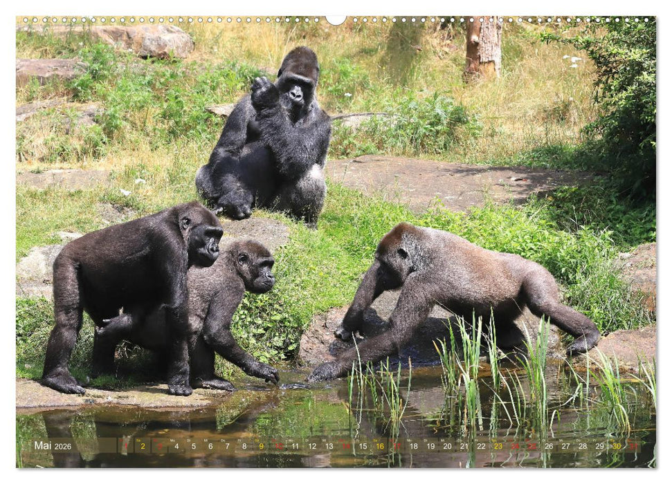 Flachlandgorillas in Apenheul (CALVENDO Premium Wandkalender 2026)