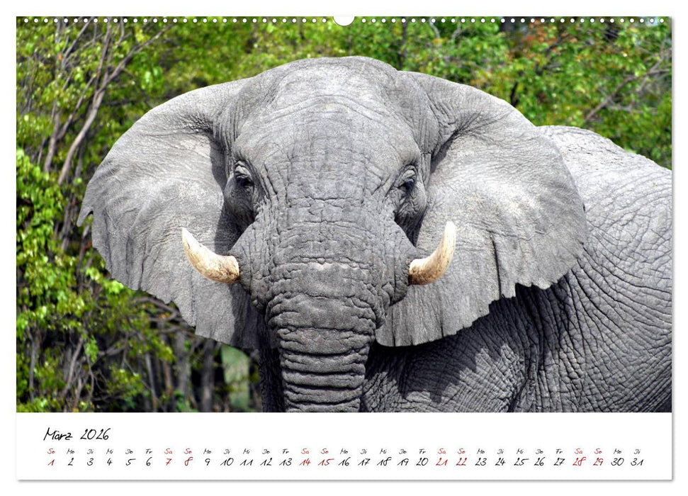 Namibia - Magie der Weite (CALVENDO Premium Wandkalender 2026)
