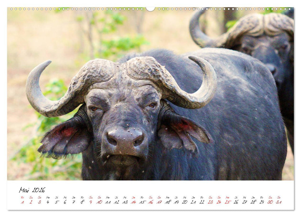 Namibia - Magie der Weite (CALVENDO Premium Wandkalender 2026)