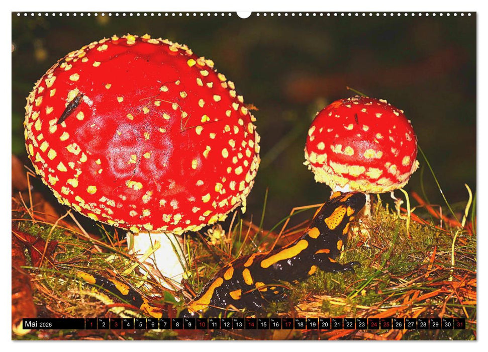 Im Revier der Salamander (CALVENDO Wandkalender 2026)
