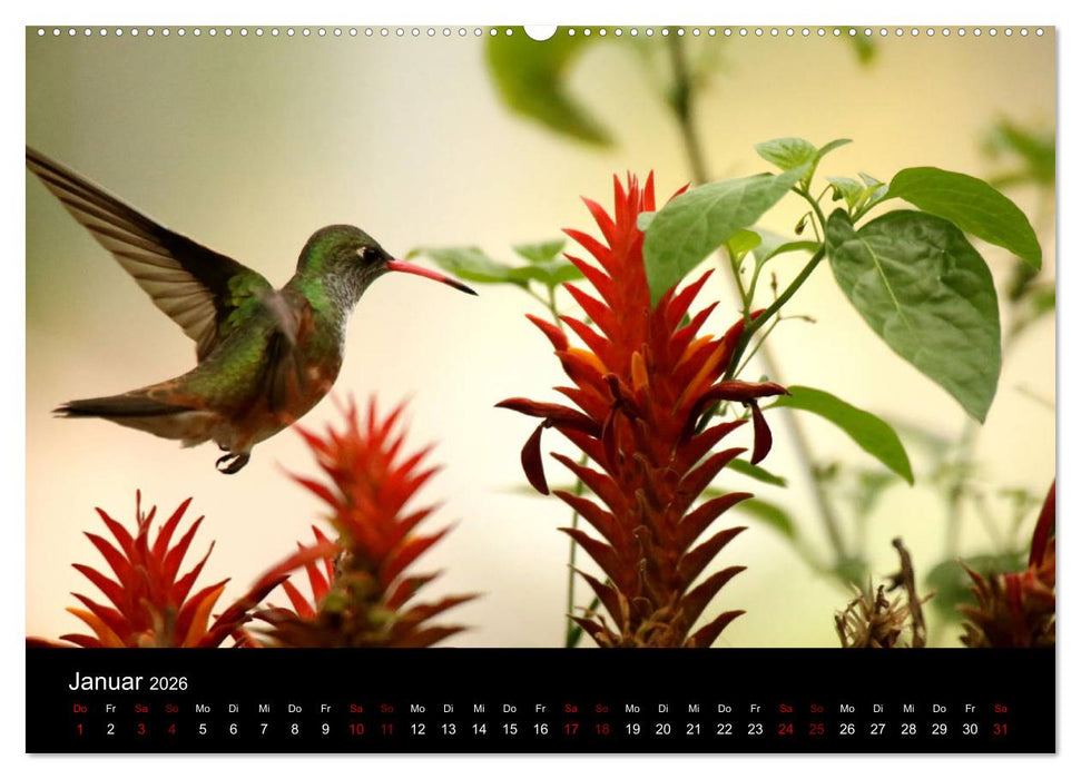 Ama la Vida Ecuador (CALVENDO Premium Wandkalender 2026)