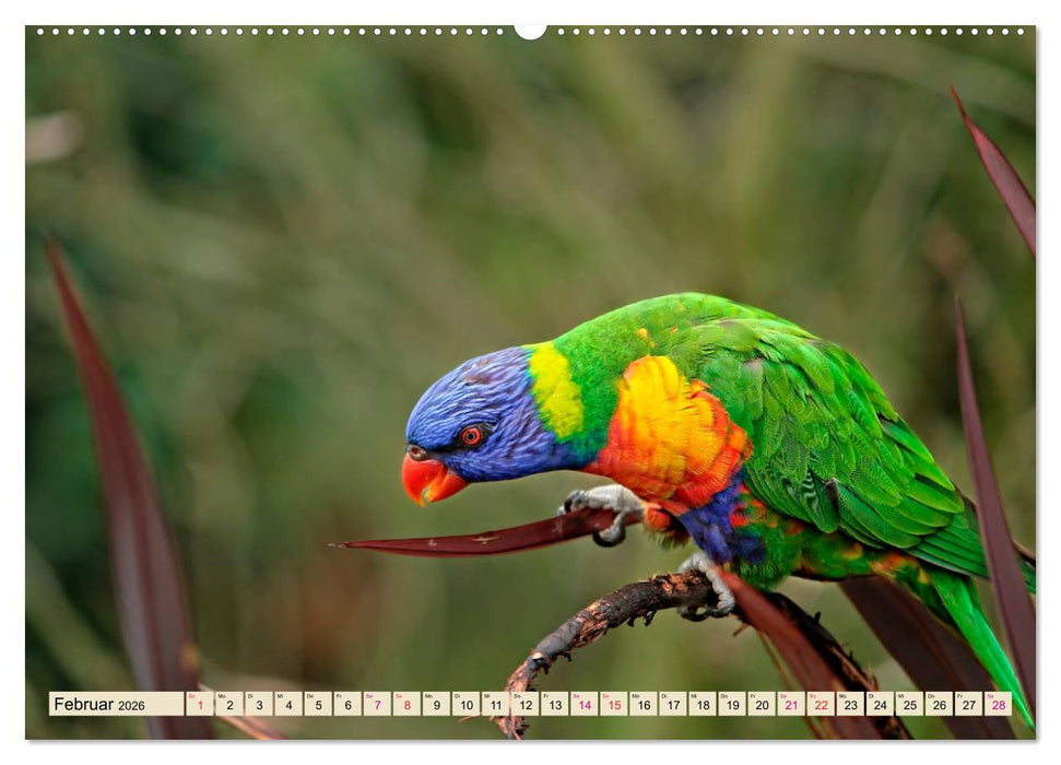 Wunderschöne Papageien - Lori (CALVENDO Premium Wandkalender 2026)