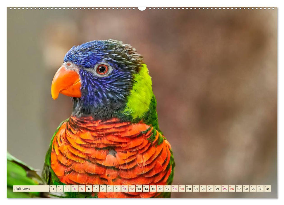 Wunderschöne Papageien - Lori (CALVENDO Premium Wandkalender 2026)