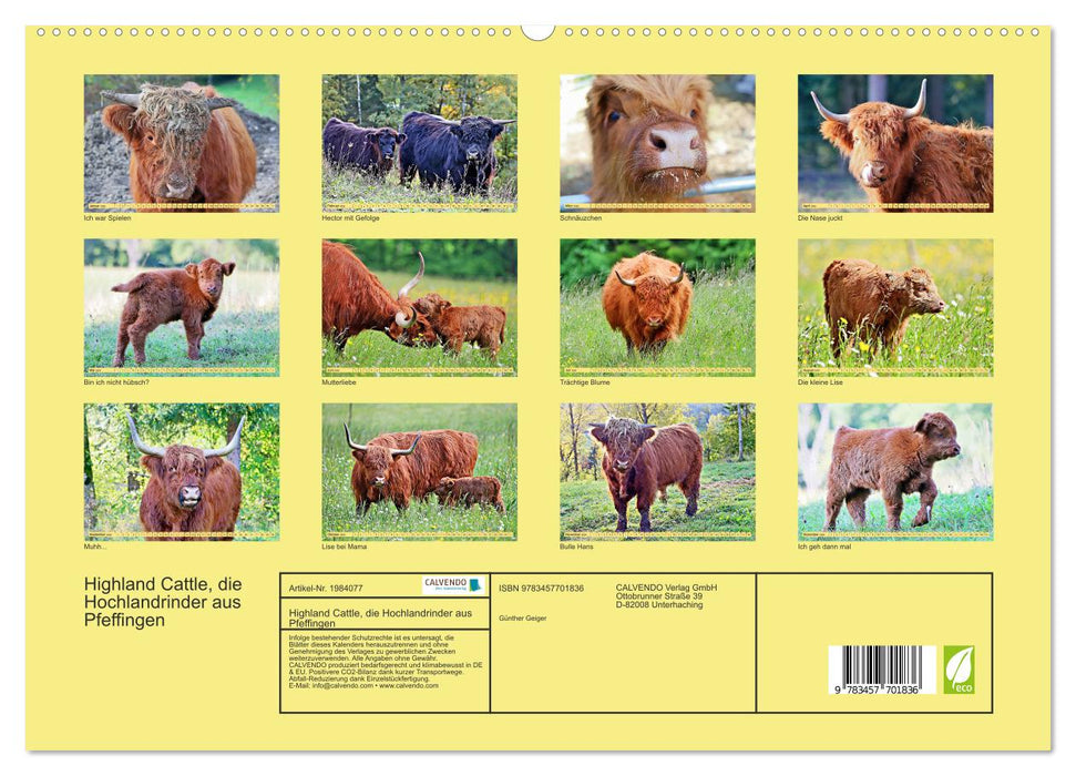 Highland Cattle, die Hochlandrinder aus Pfeffingen (CALVENDO Premium Wandkalender 2026)