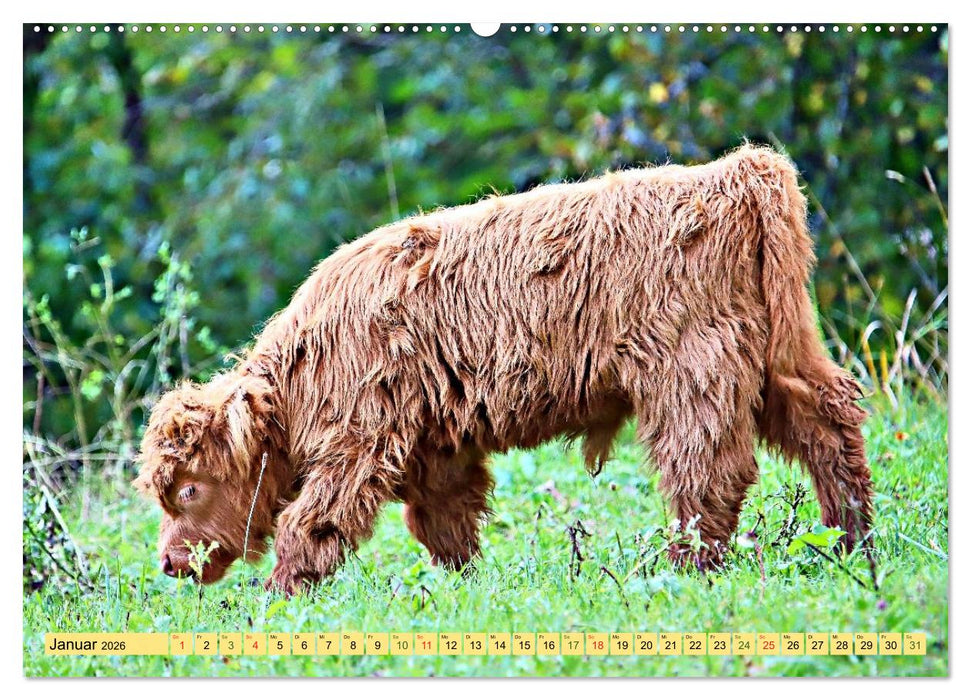 Highland Cattle, die Hochlandrinder aus Pfeffingen (CALVENDO Premium Wandkalender 2026)