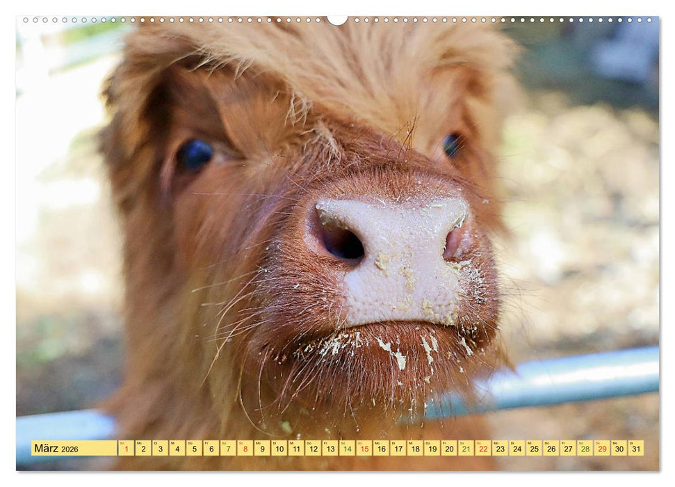 Highland Cattle, die Hochlandrinder aus Pfeffingen (CALVENDO Premium Wandkalender 2026)