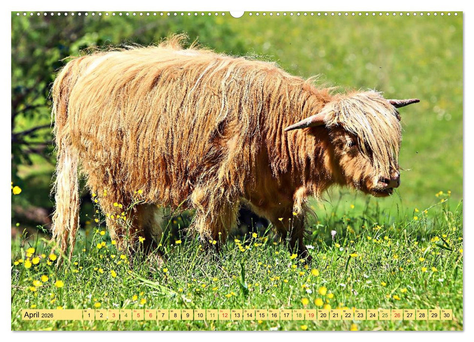 Highland Cattle, die Hochlandrinder aus Pfeffingen (CALVENDO Premium Wandkalender 2026)