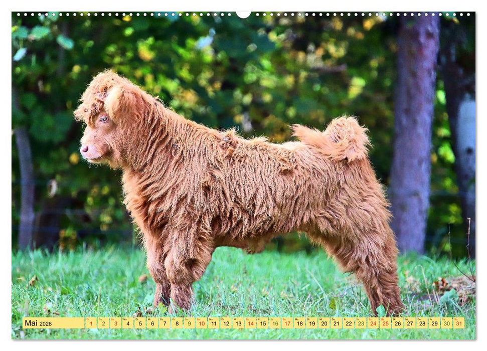Highland Cattle, die Hochlandrinder aus Pfeffingen (CALVENDO Premium Wandkalender 2026)