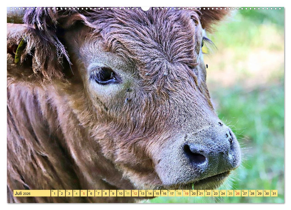Highland Cattle, die Hochlandrinder aus Pfeffingen (CALVENDO Premium Wandkalender 2026)