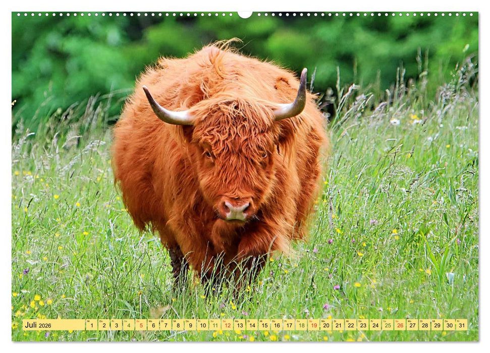 Highland Cattle, die Hochlandrinder aus Pfeffingen (CALVENDO Premium Wandkalender 2026)