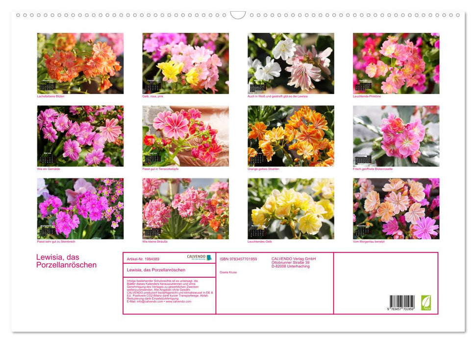 Lewisia, das Porzellanröschen (CALVENDO Wandkalender 2026)