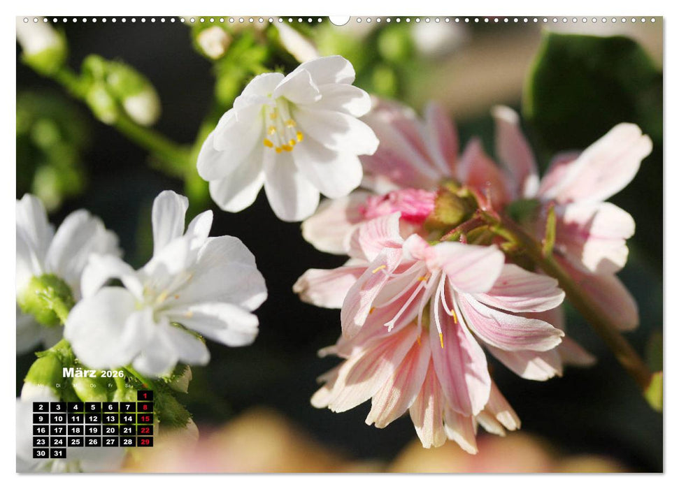 Lewisia, das Porzellanröschen (CALVENDO Wandkalender 2026)