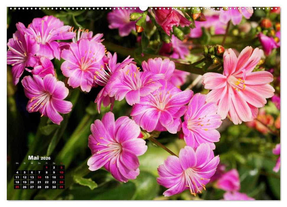 Lewisia, das Porzellanröschen (CALVENDO Wandkalender 2026)
