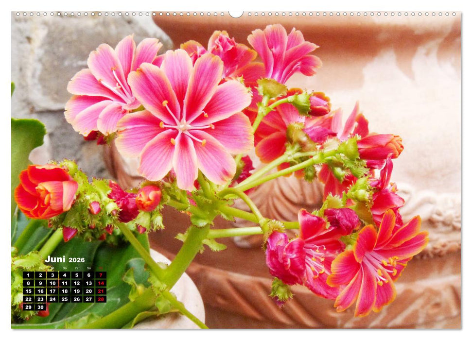 Lewisia, das Porzellanröschen (CALVENDO Wandkalender 2026)