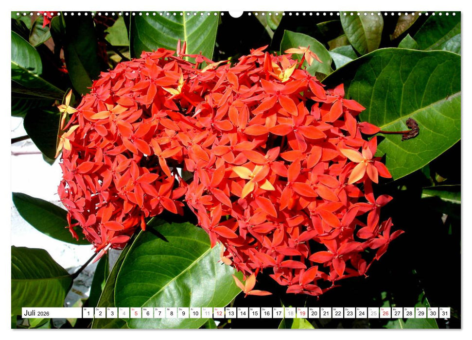 Blüten-Zauber - Naturparadies Kuba (CALVENDO Premium Wandkalender 2026)