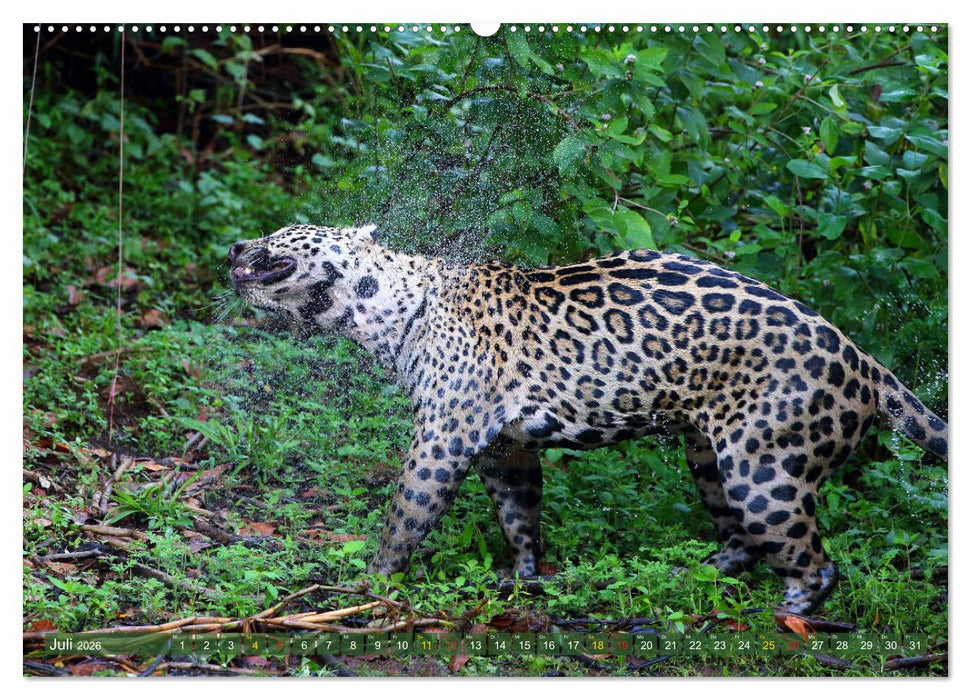 Jaguare im Pantanal (CALVENDO Premium Wandkalender 2026)