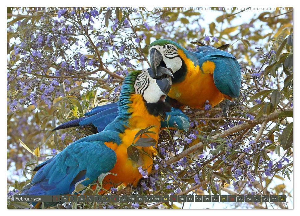 Aras im Pantanal (CALVENDO Premium Wandkalender 2026)