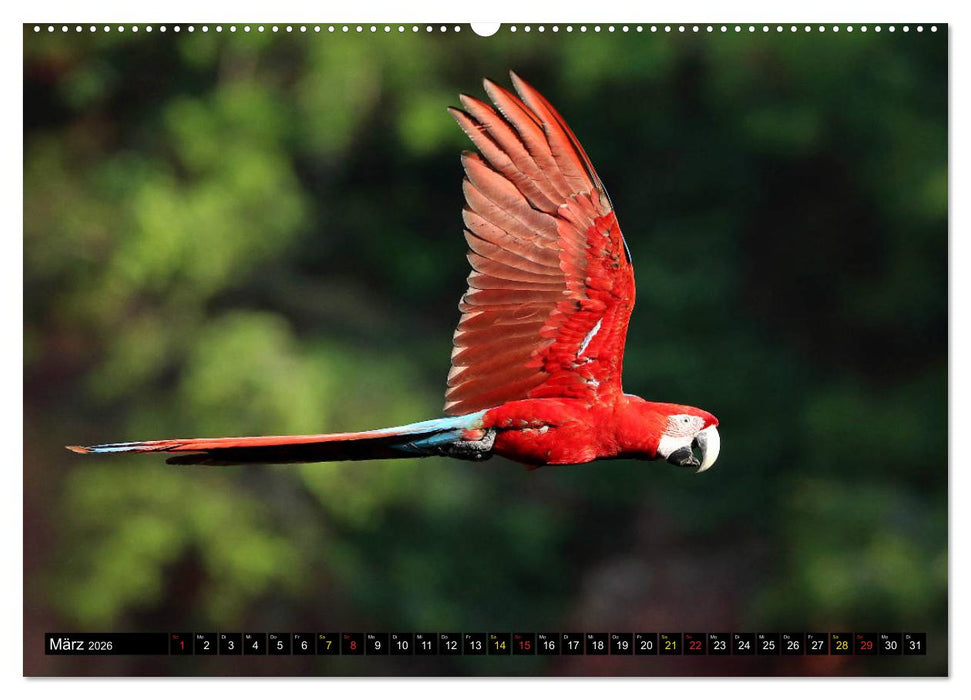 Aras im Pantanal (CALVENDO Premium Wandkalender 2026)