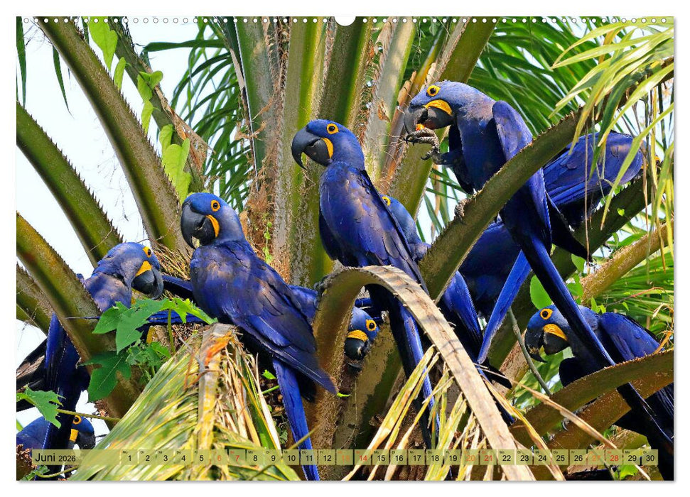 Aras im Pantanal (CALVENDO Premium Wandkalender 2026)