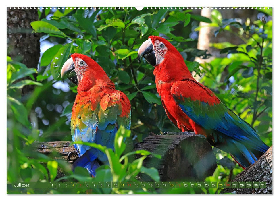 Aras im Pantanal (CALVENDO Premium Wandkalender 2026)