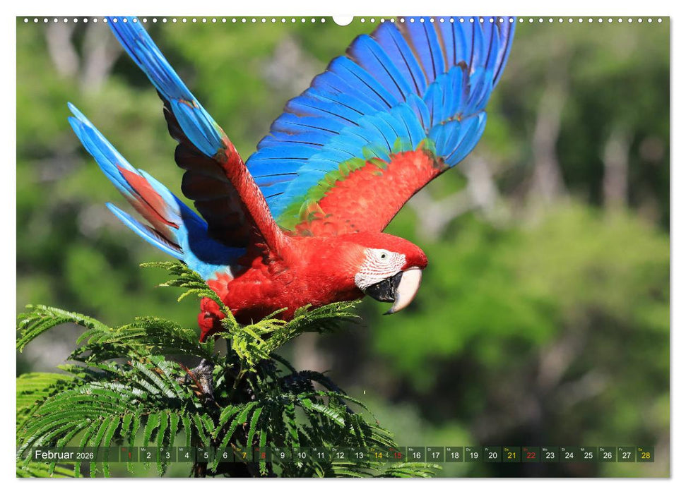 Tierparadies Pantanal (CALVENDO Premium Wandkalender 2026)