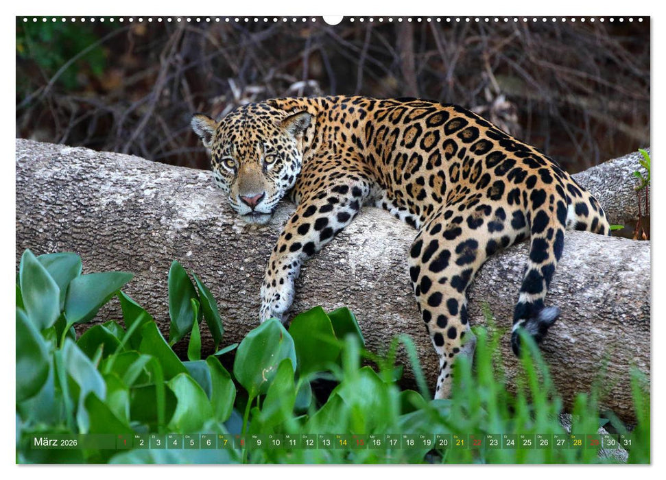 Tierparadies Pantanal (CALVENDO Premium Wandkalender 2026)
