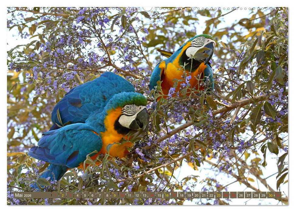 Tierparadies Pantanal (CALVENDO Premium Wandkalender 2026)
