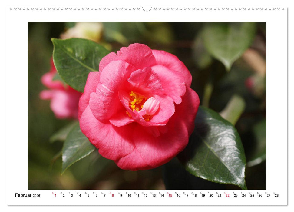 Geheimnisvolle Kamelien (CALVENDO Premium Wandkalender 2026)