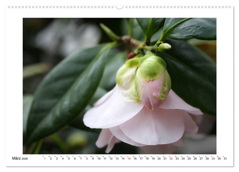 Geheimnisvolle Kamelien (CALVENDO Premium Wandkalender 2026)