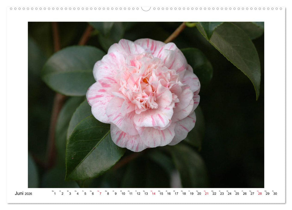 Geheimnisvolle Kamelien (CALVENDO Premium Wandkalender 2026)