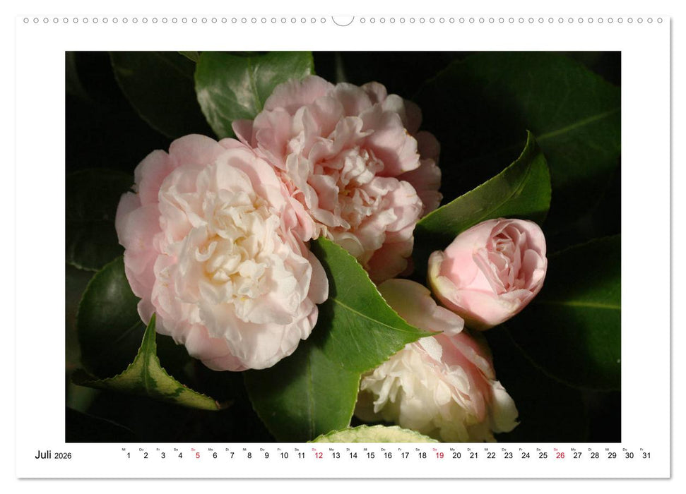 Geheimnisvolle Kamelien (CALVENDO Premium Wandkalender 2026)