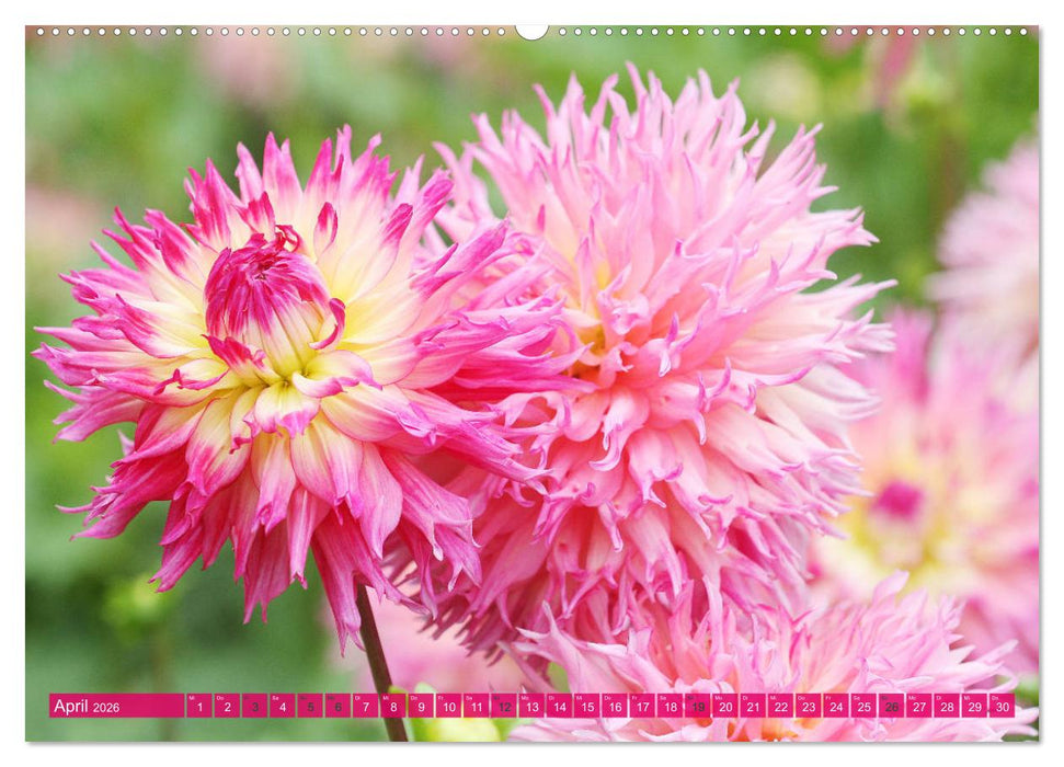 Wunderbare Dahlienwelt (CALVENDO Premium Wandkalender 2026)