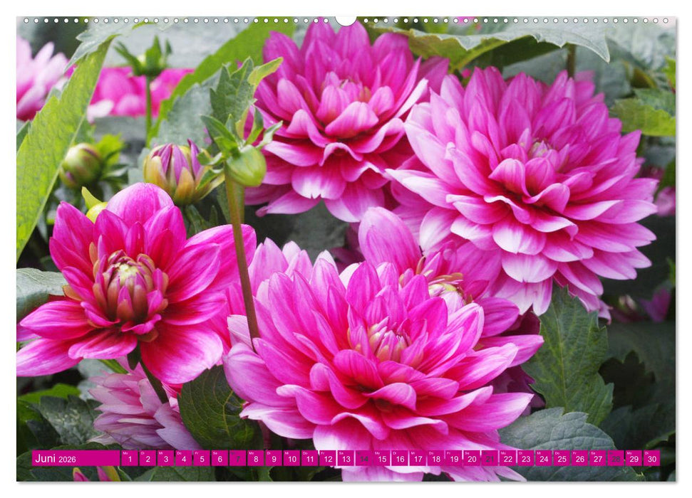 Wunderbare Dahlienwelt (CALVENDO Premium Wandkalender 2026)