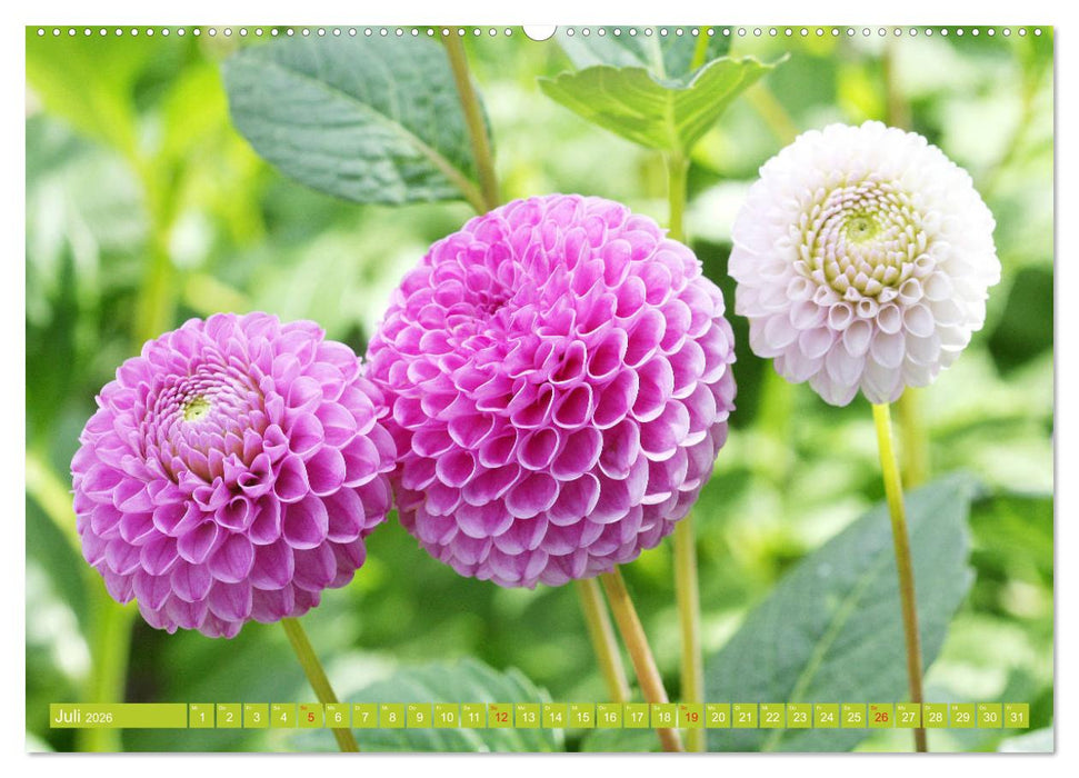 Wunderbare Dahlienwelt (CALVENDO Premium Wandkalender 2026)