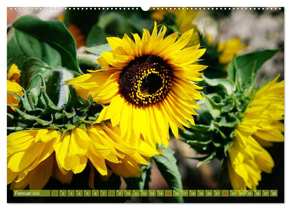 Sonnenblumenwelt (CALVENDO Premium Wandkalender 2026)