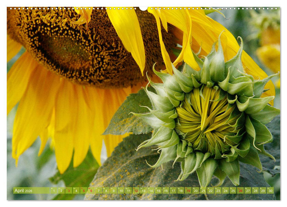 Sonnenblumenwelt (CALVENDO Premium Wandkalender 2026)