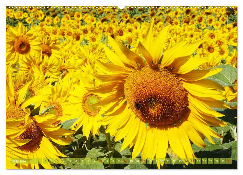 Sonnenblumenwelt (CALVENDO Premium Wandkalender 2026)