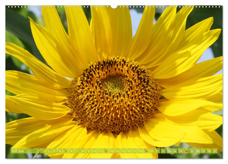 Sonnenblumenwelt (CALVENDO Premium Wandkalender 2026)