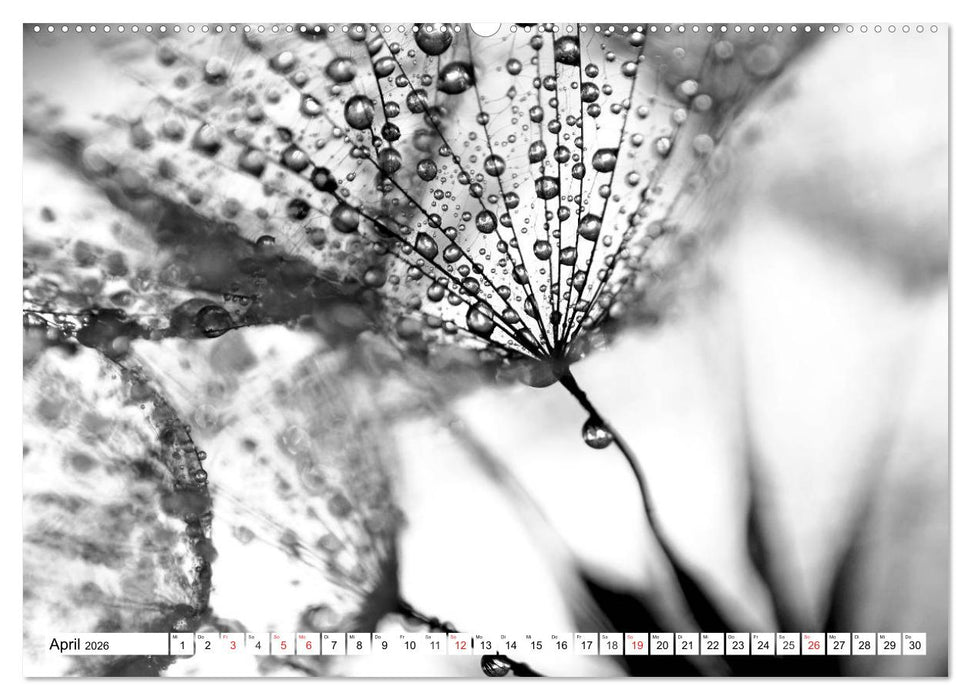 Pusteblumenzauber in schwarzweiß (CALVENDO Premium Wandkalender 2026)