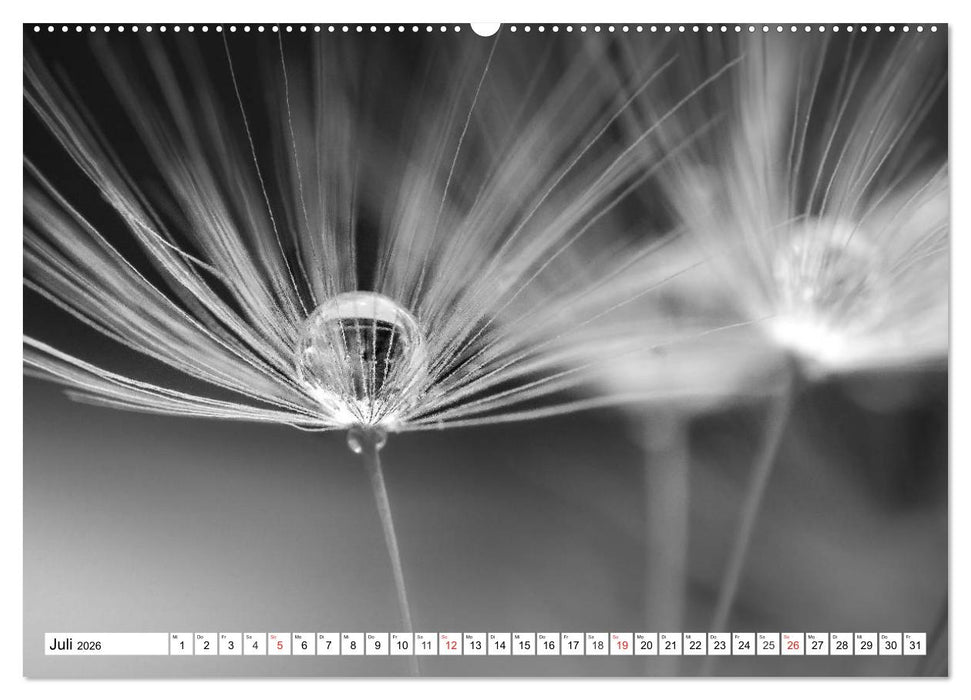 Pusteblumenzauber in schwarzweiß (CALVENDO Premium Wandkalender 2026)