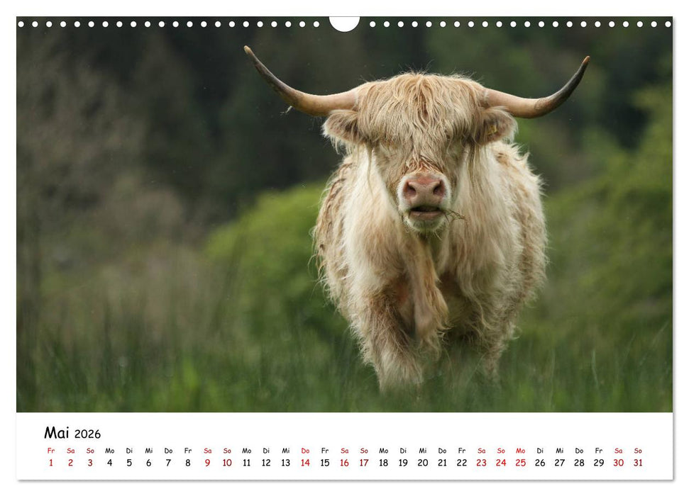 Schottland - Das Land mit rauem Charme (CALVENDO Wandkalender 2026)