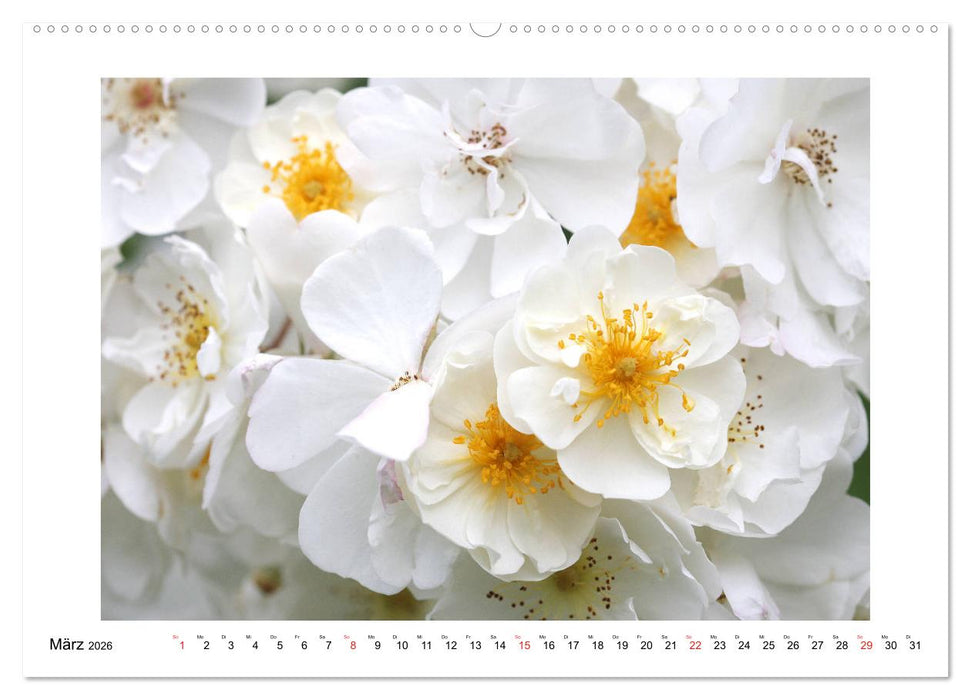 Rosenglück (CALVENDO Premium Wandkalender 2026)