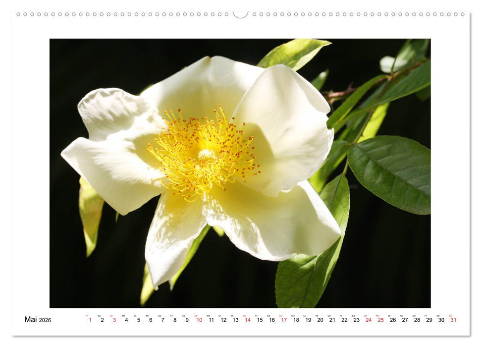 Rosenglück (CALVENDO Premium Wandkalender 2026)