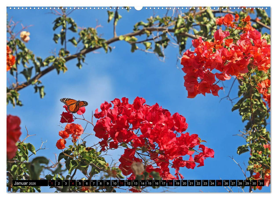 Puerto de la Cruz - Stadt am Atlantik (CALVENDO Premium Wandkalender 2026)