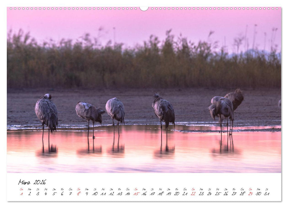 Kraniche am Schlafplatz - im Naturparadies der Mecklenburgischen Seenplatte (CALVENDO Premium Wandkalender 2026)