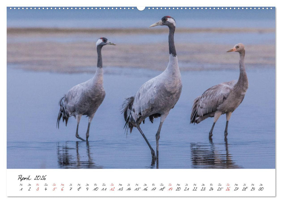 Kraniche am Schlafplatz - im Naturparadies der Mecklenburgischen Seenplatte (CALVENDO Premium Wandkalender 2026)